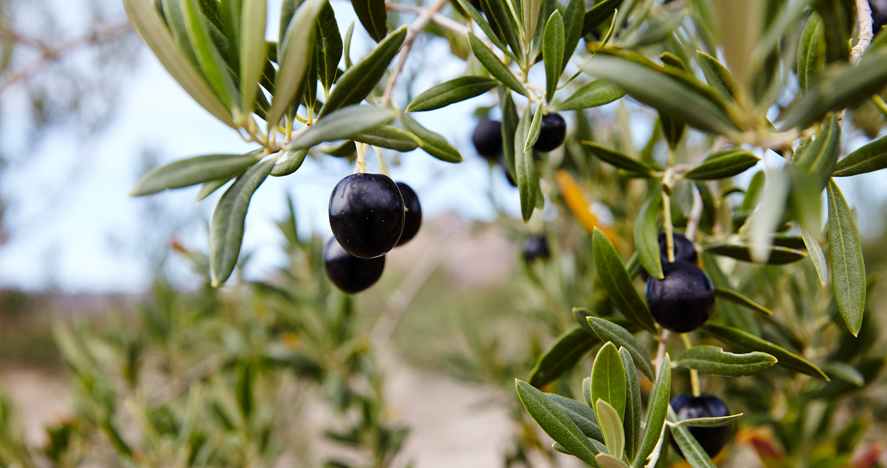 橄欖油好處,橄欖油心血管疾病,橄欖油減重,橄欖油血脂,橄欖油免疫系統