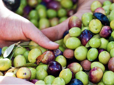 什麼是特級初榨橄欖油?